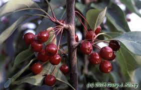 Attēlu rezultāti vaicājumam “Malus baccata fruit”