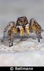 Attēlu rezultāti vaicājumam “Aelurillus v-insignitus”