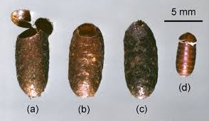 Attēlu rezultāti vaicājumam “Pristiphora maesta larva”