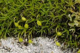 Attēlu rezultāti vaicājumam “Grimmia muehlenbeckii”