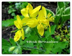 Attēlu rezultāti vaicājumam “Chelidonium majus bud”