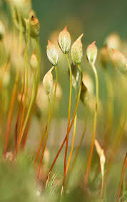 Attēlu rezultāti vaicājumam “Polytrichum formosum”