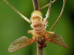 Attēlu rezultāti vaicājumam “Entomophthora”