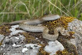 Attēlu rezultāti vaicājumam “Coronella austriaca”
