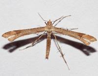 Attēlu rezultāti vaicājumam “Platyptilia gonodactyla imago”