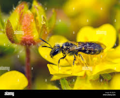 Attēlu rezultāti vaicājumam “Potentilla arenaria leaf”