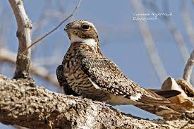 Image result for Chordeiles minor