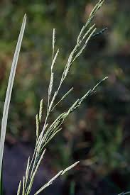 Attēlu rezultāti vaicājumam “Glyceria fluitans”