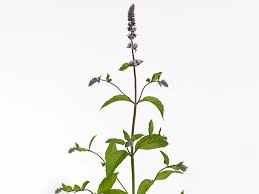 Attēlu rezultāti vaicājumam “Mentha x piperita”
