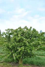 Attēlu rezultāti vaicājumam “Cydonia oblonga”