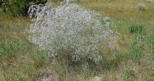 Attēlu rezultāti vaicājumam “Gypsophila fastigiata bud”