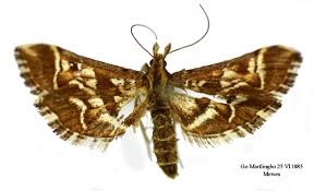 Attēlu rezultāti vaicājumam “Diasemia reticularis”