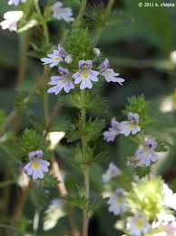 Attēlu rezultāti vaicājumam “Euphrasia”