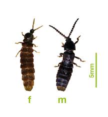 Attēlu rezultāti vaicājumam “Phosphaenus hemipterus male”