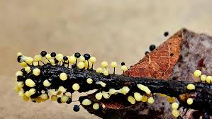 Attēlu rezultāti vaicājumam “Physarum viride var. incanum macro”