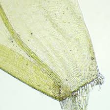 Attēlu rezultāti vaicājumam “Scorpidium revolvens”