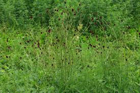 Image result for Sanguisorba officinalis