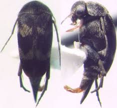 Attēlu rezultāti vaicājumam “Mordellidae”