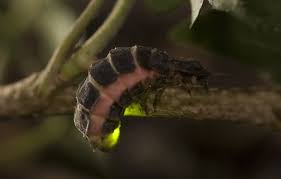 Attēlu rezultāti vaicājumam “Lampyris noctiluca”