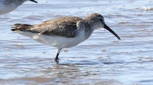 Attēlu rezultāti vaicājumam “Calidris ferruginea adult”