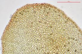 Attēlu rezultāti vaicājumam “Odontoschisma denudatum”