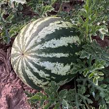 Attēlu rezultāti vaicājumam “Citrullus lanatus”