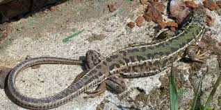 Attēlu rezultāti vaicājumam “Lacerta vivipara”