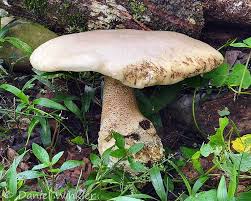 Image result for macrocybe titans