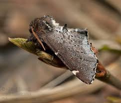 Attēlu rezultāti vaicājumam “Odontosia carmelita”