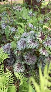 Image result for Heuchera `Swirling Fantasy`