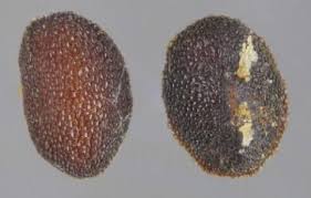 Attēlu rezultāti vaicājumam “Glaux maritima”