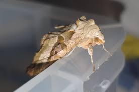 Attēlu rezultāti vaicājumam “Phlogophora meticulosa”