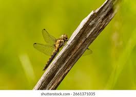 Attēlu rezultāti vaicājumam “Orthetrum cancellatum”