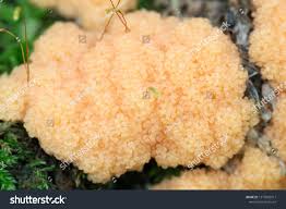 Attēlu rezultāti vaicājumam “Lignydium muscorum”