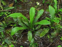 Attēlu rezultāti vaicājumam “Alismataceae”