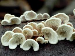 Attēlu rezultāti vaicājumam “Plicaturopsis crispa”