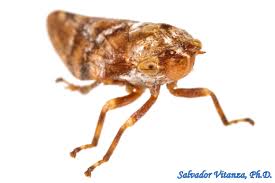 Attēlu rezultāti vaicājumam “Aphrophoridae”