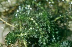 Attēlu rezultāti vaicājumam “Hydrilla verticillata leaf”
