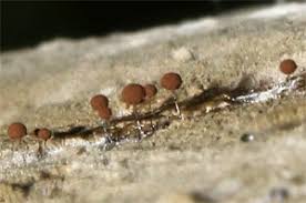 Attēlu rezultāti vaicājumam “Comatricha elegans stalked”