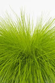 Attēlu rezultāti vaicājumam “Deschampsia flexuosa bud”