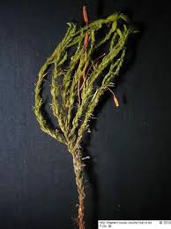 Attēlu rezultāti vaicājumam “Anomodon longifolius”