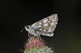 Attēlu rezultāti vaicājumam “Pyrgus serratulae”