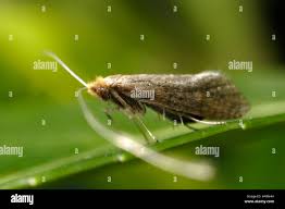 Attēlu rezultāti vaicājumam “Adelidae”