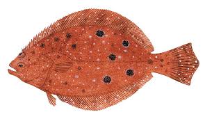 Image result for Paralichthys dentatus