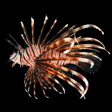Image result for Pterois volitans