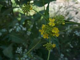 Attēlu rezultāti vaicājumam “Bunias orientalis bud”