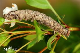 Attēlu rezultāti vaicājumam “Allophyes oxyacanthae”