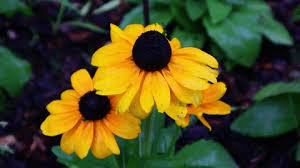 Attēlu rezultāti vaicājumam “Rudbeckia hirta var. pulcherrima flower”