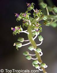 Attēlu rezultāti vaicājumam “Lycogala leopardinum sessile”