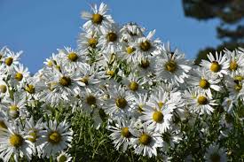 Image result for Leucanthemella serotina